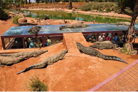 Agadir Day Trip to Croco Parc – Crocodile & Anaconda