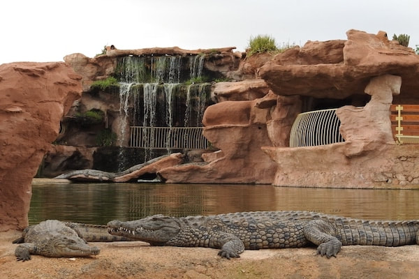 Agadir Day Trip to Croco Parc – Crocodile & Anaconda