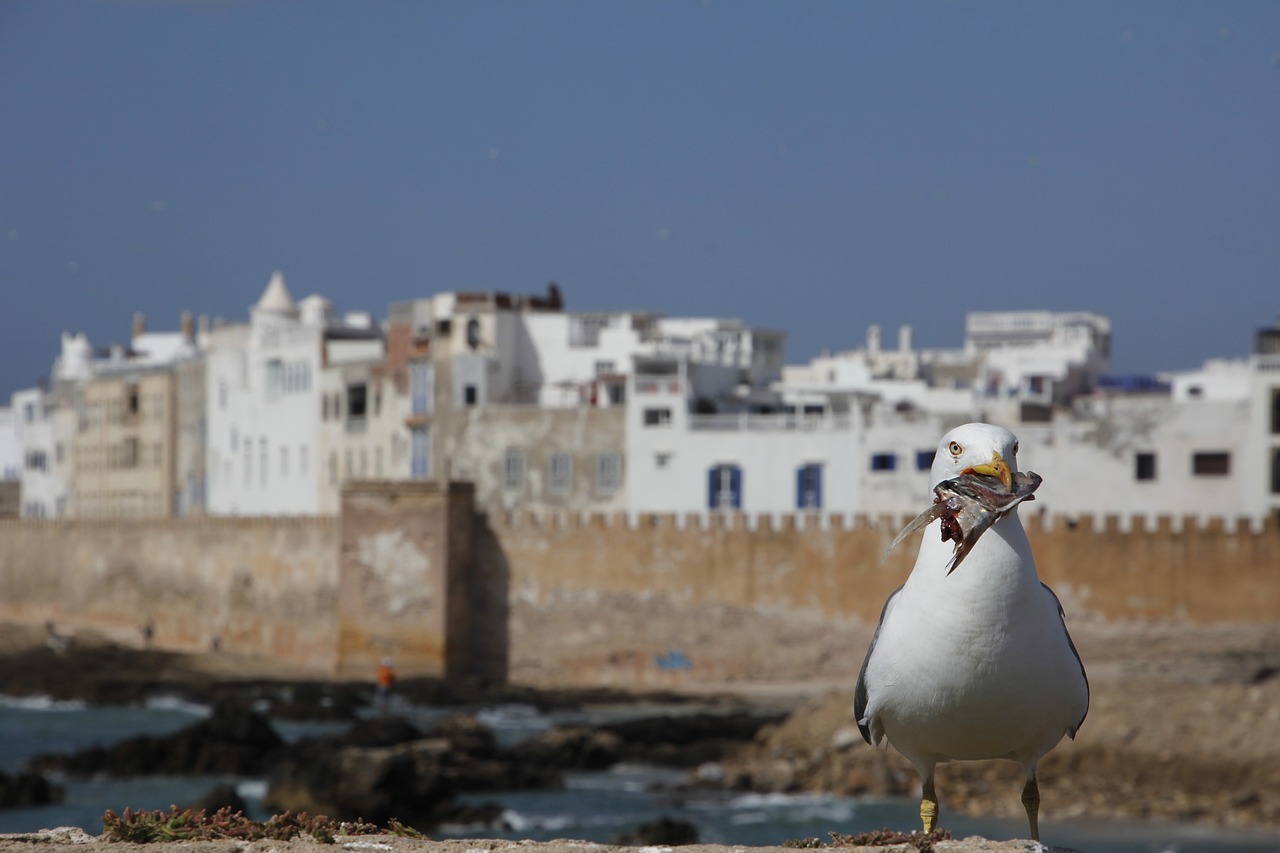 Agadir Day Trip To Essaouira City